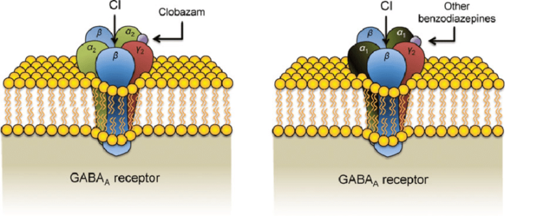 Clobazam-and-other-benzodiazepine-binding-sites-on-the-GABA-A-receptor-Clobazam-binds